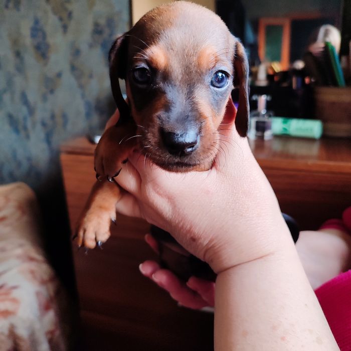 Щенки карликовой таксы