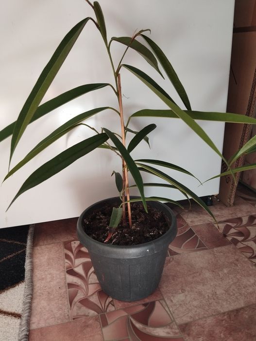 Фикус Али комнатный