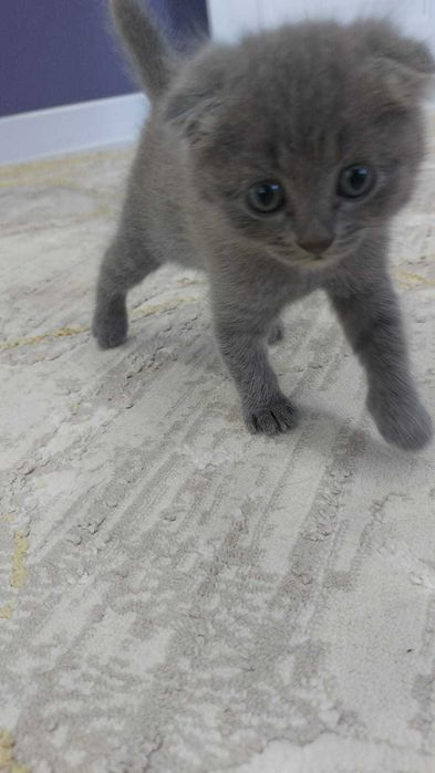 Вислоухие британские котята