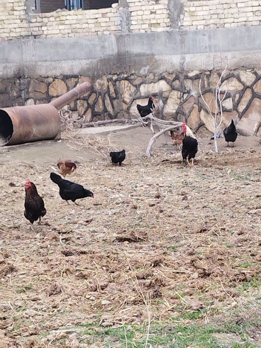 Товук хуроз жужулар бор