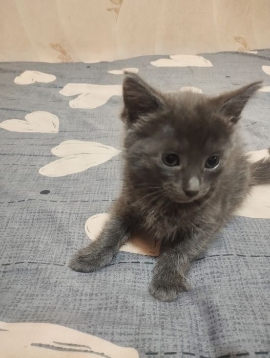 Отдаем котят бесплатно в добрые руки