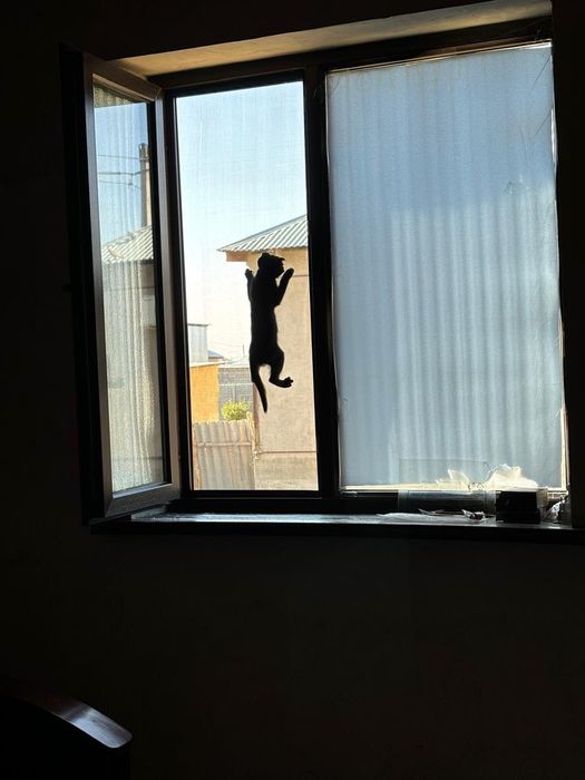 Продам веслоухого котёнка