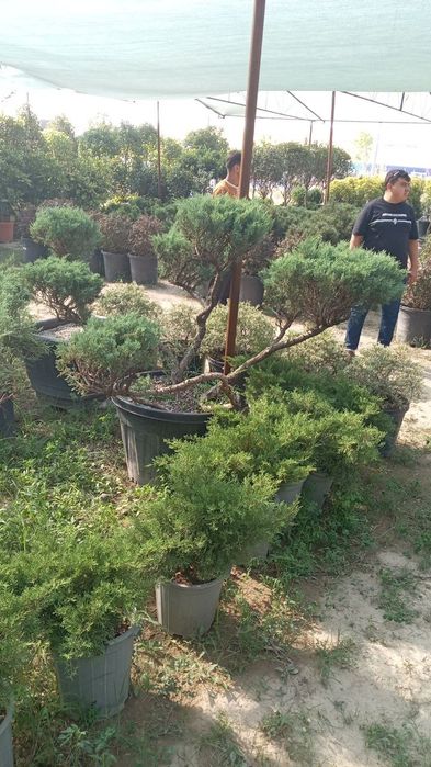 Gazon  archa  gul  darqx