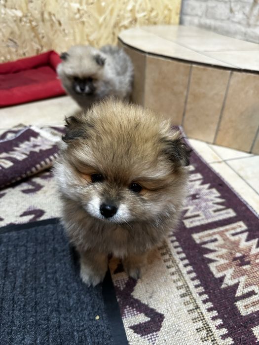 Шинки Шпиц продам породистые