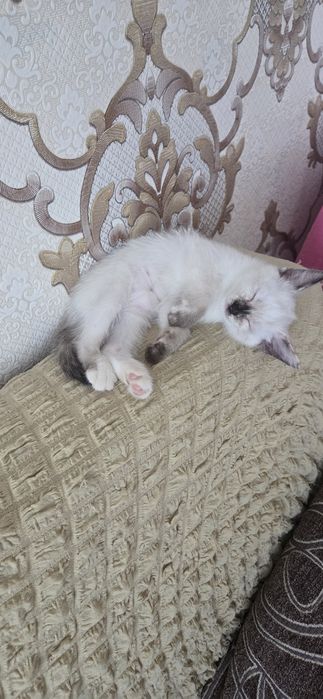 Отдам бесплатно котёнка девочку в добрые руки