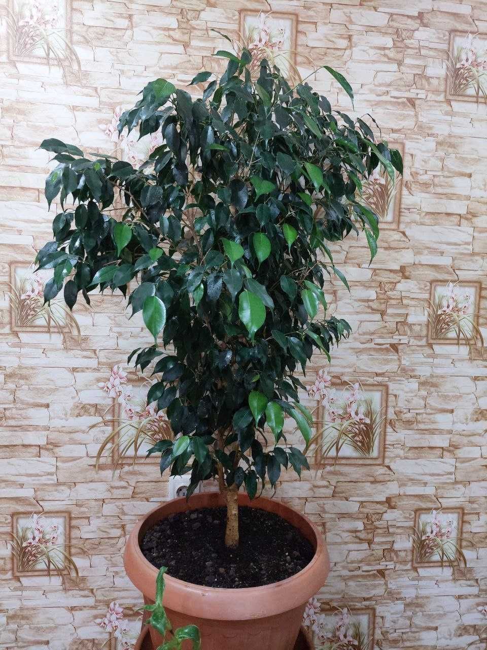 Дерево Фикус Бенджамина (Ficus Benjamina): 28 500 тг. - Комнатные ...