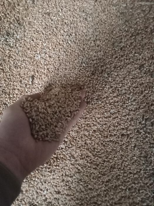 Отруби россиские