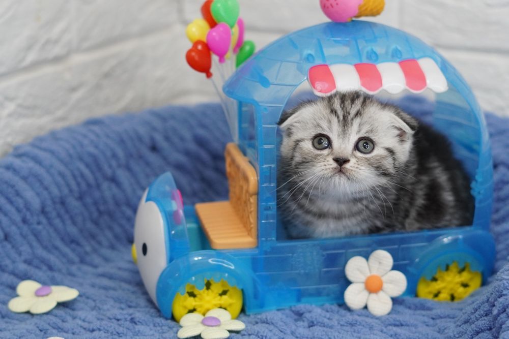 Вислоухие Шотландские котята, мраморных окрасов^