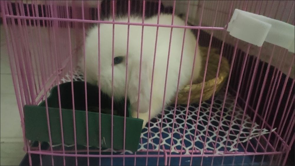 “Farzandingizga mehribon do‘st — Basmala Farm minik quyonlari!”