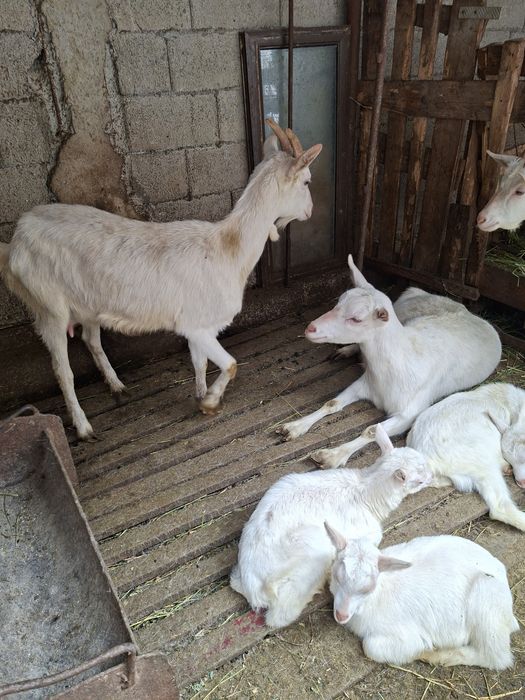 Se vinde capre,țap,ieduți rasa  Saanen