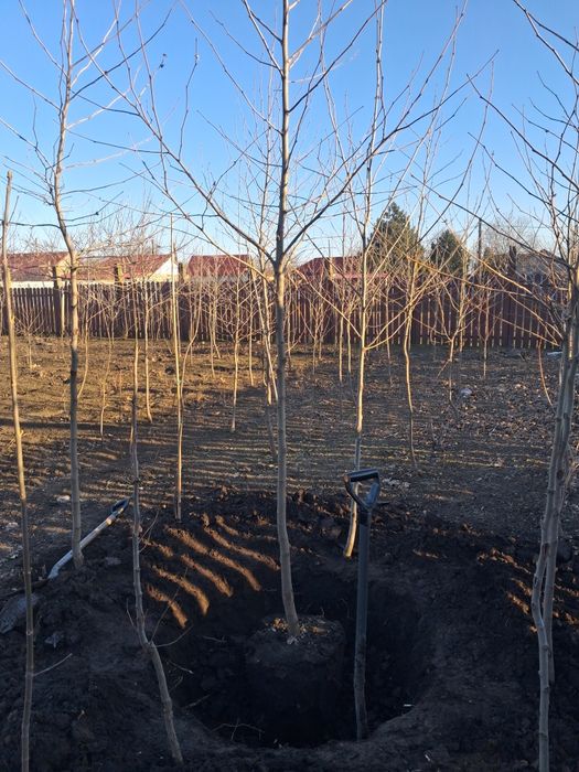 Mesteacăn platan tei tuia smarald