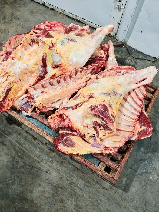 Мясо говядины конины