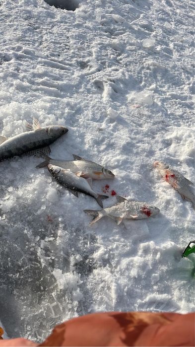 Продается рыба свежая