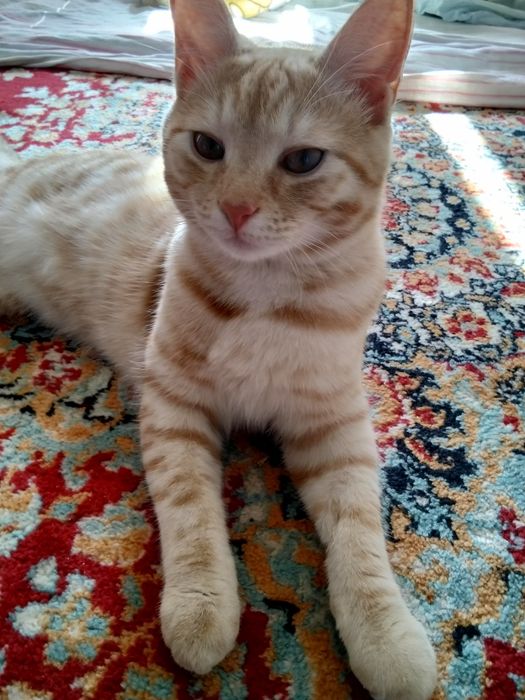 Срочно отдам котенка мальчик