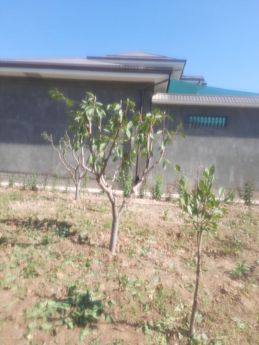 Дарахт.кесиш.Обреска.деревья