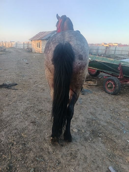 Vând o iapă de 6 ani cuminte curată merge cum vrei probezi la fața loc