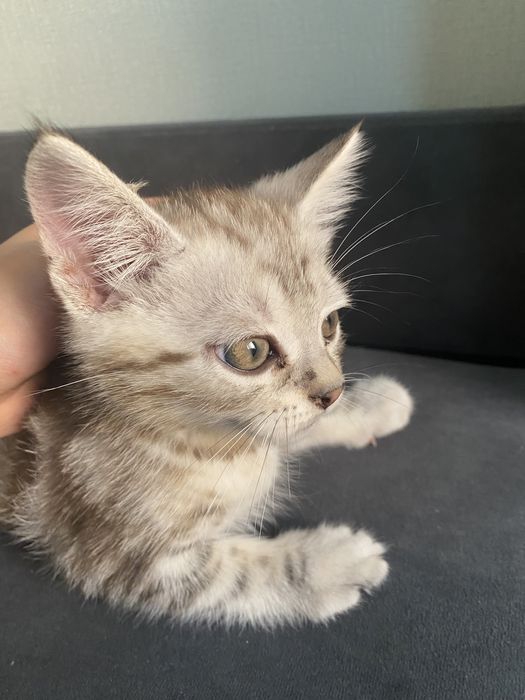 Продается шотландский котят