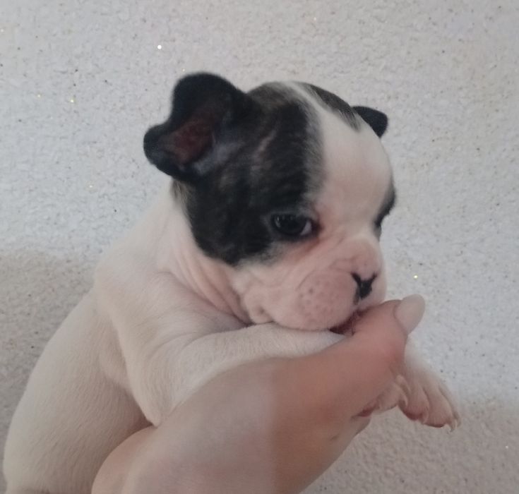 Французский бульдог.