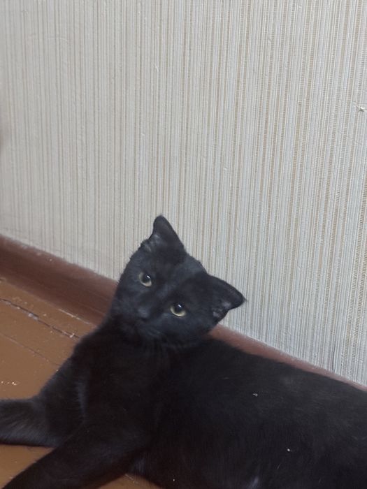 Отдаю в хорошие руки