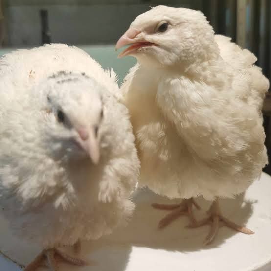 Перепёлоки продажа живьём и мясо