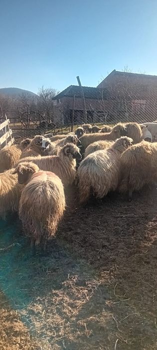 Vând 32 oi foarte frumoase