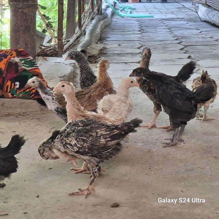 жужа хонаки товук