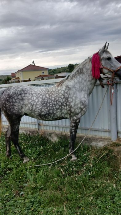 De vânzare iapă .