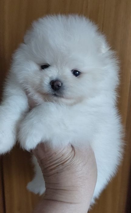 Чистокровные шпицепомерашки