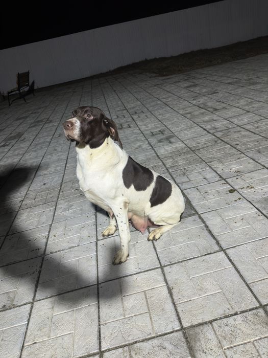 Щенки Дратхаара.