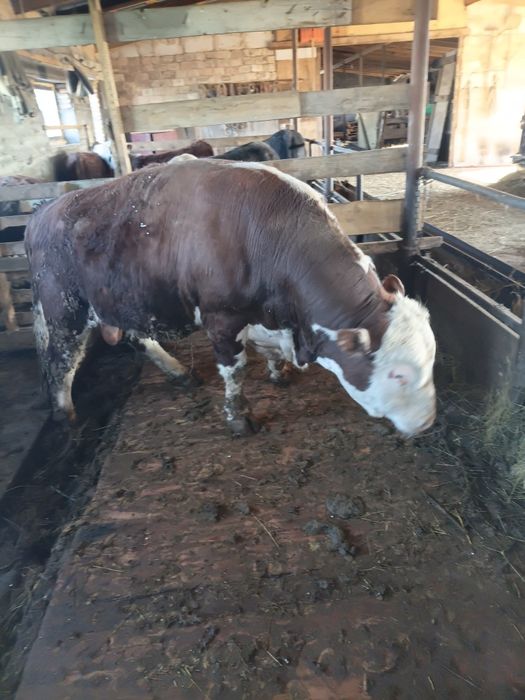 Бычки на племя и на мяса