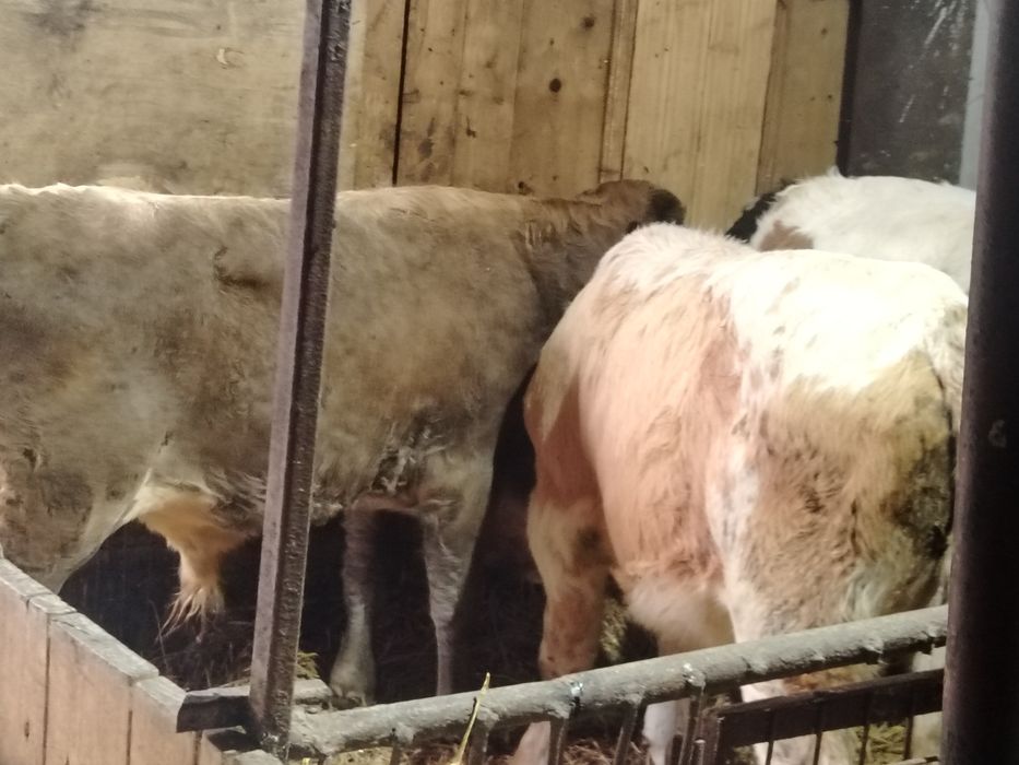 Taurasi și vitele intarcati și mari la 220 kg