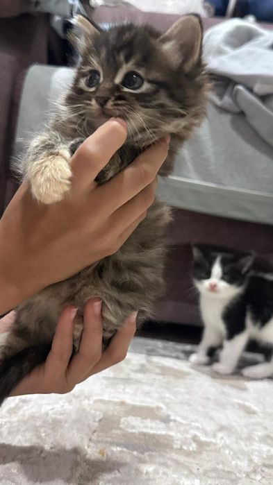Котята отдам в добрые руки