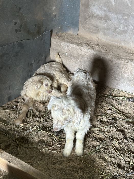 Орыс ешкылер сатылады