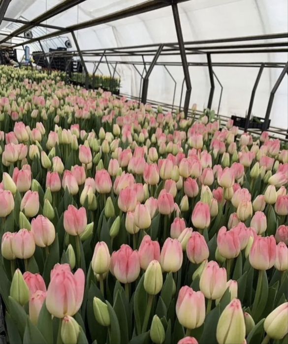 Тюльпаны крупные, предзаказ к 8 марта