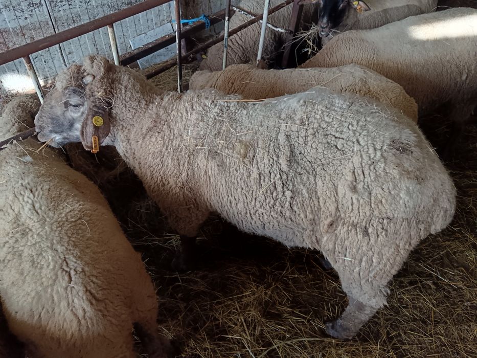 Oi de rasa de carne, schimb și cu tractor