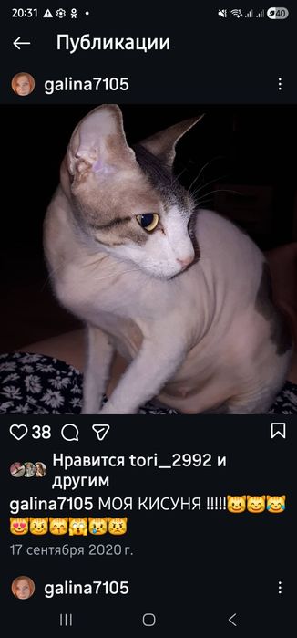 Канадский сфинкс