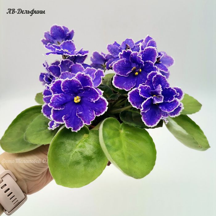 Срезы сортовых фиалок