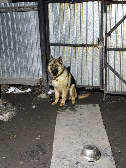 Продам овчарку 9 месяцев