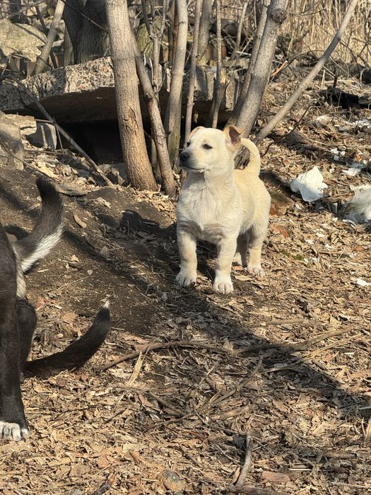 Отдам щенков в хорошие руки