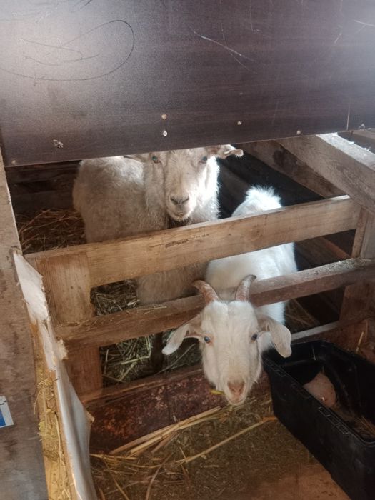 Семіз бір теке мен ешкі