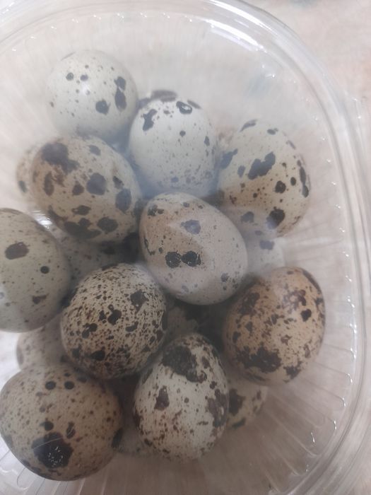 Перепилиные яйцо