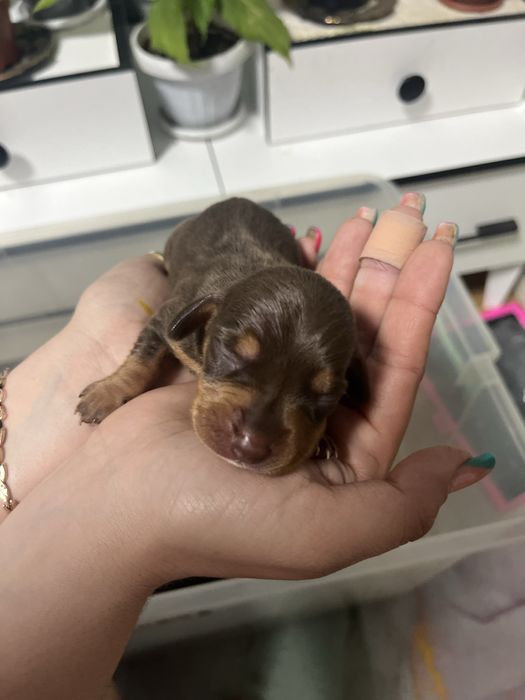 Щенки таксы (бронь)