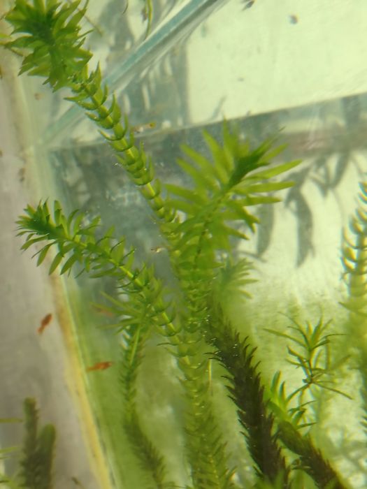 Ederia densa și iarba de guppy pentru acvarii