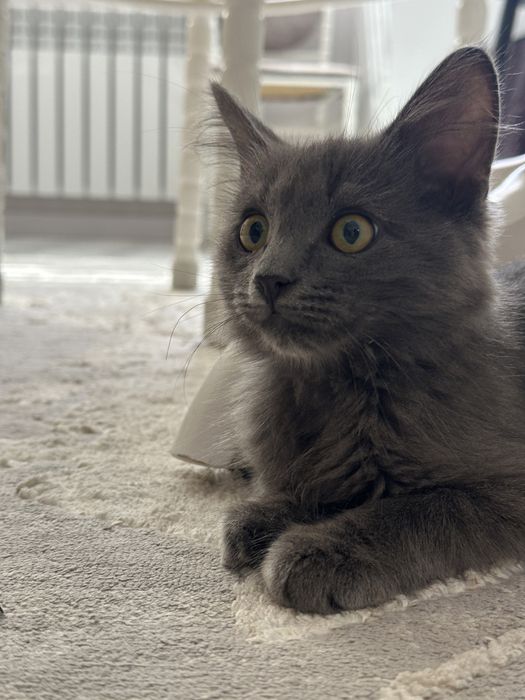 котенок в добрые руки