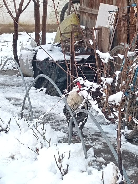 Хуроз обмен товукга