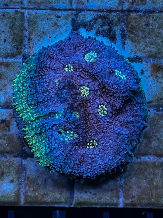 Кораллы. Море. Эуфилии. Монтипоры.