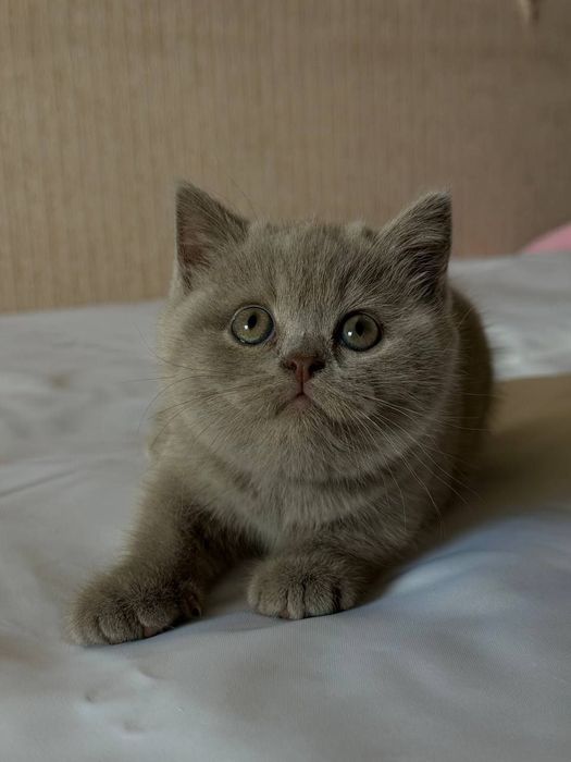 Британские короткошёрстные котята