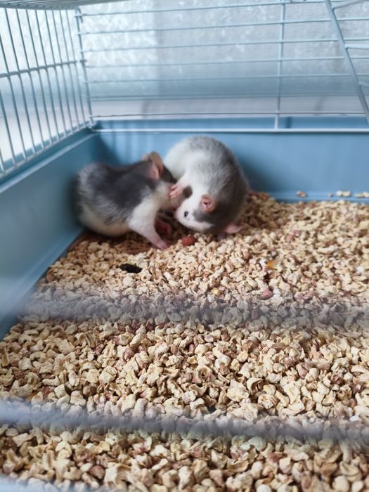 Продам 2 крысы и их клетку