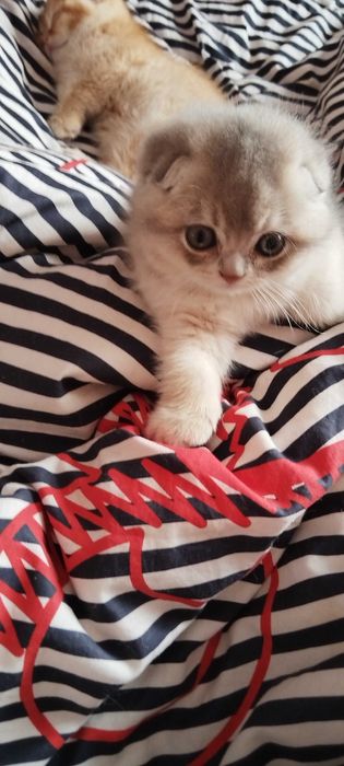 Разкошни златни клепоухи шотландчета