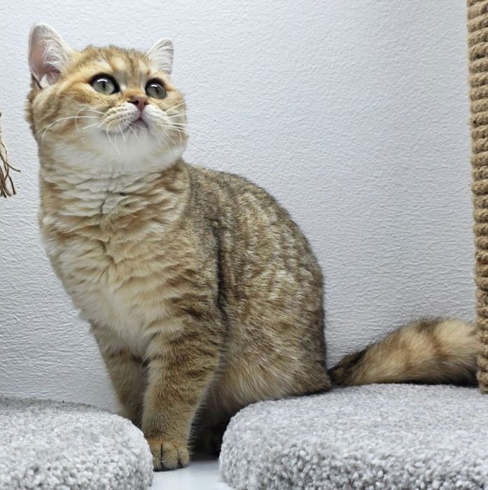 КошеЧки   Британские 3 мес